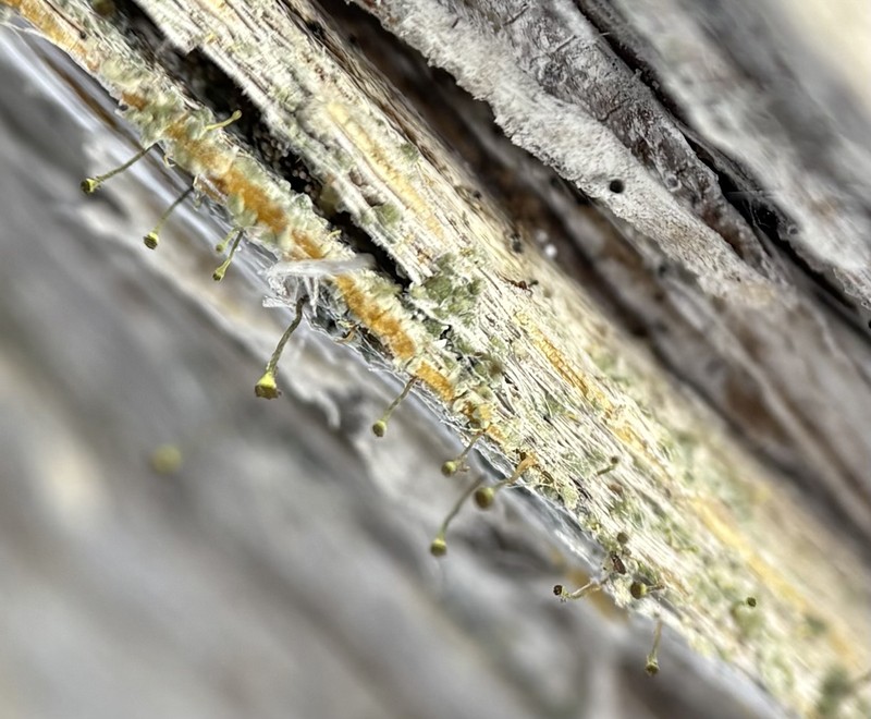 Needle Lichen photo 6