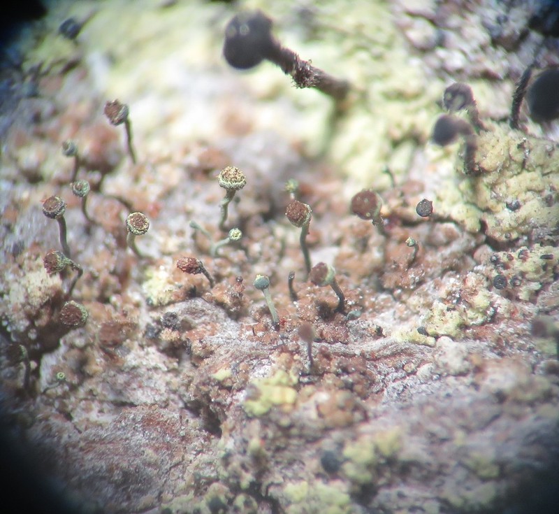 Needle Lichen
