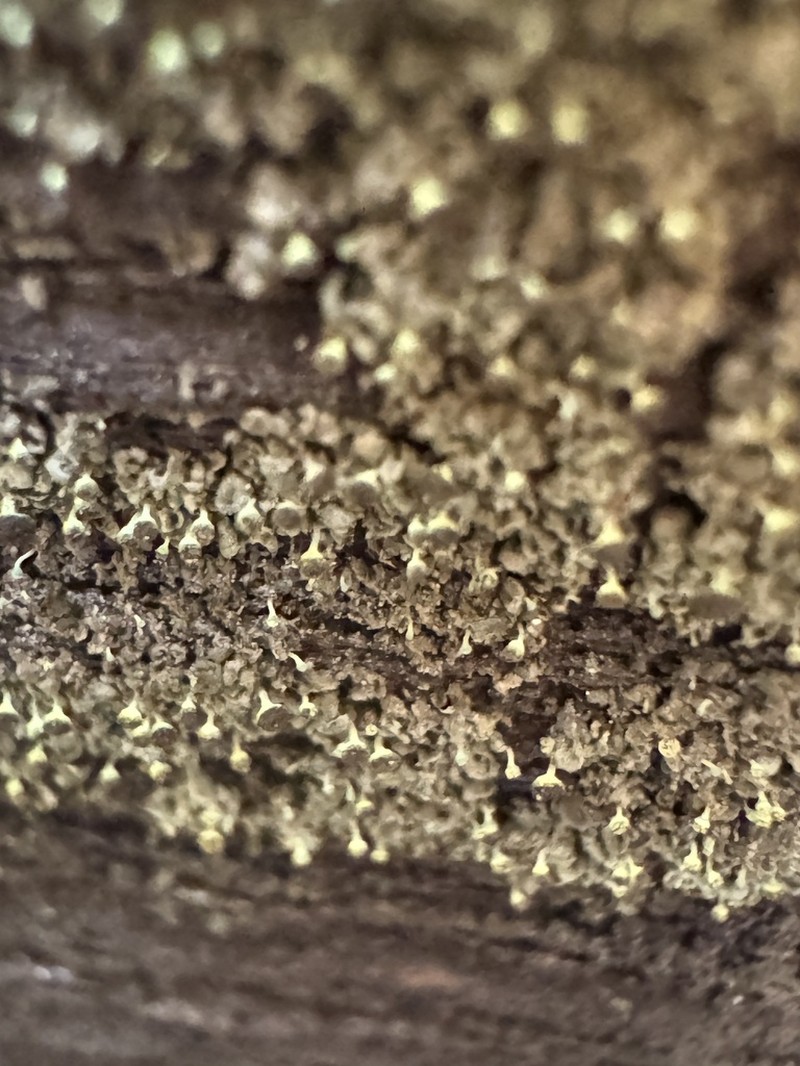 Needle Lichen photo 3