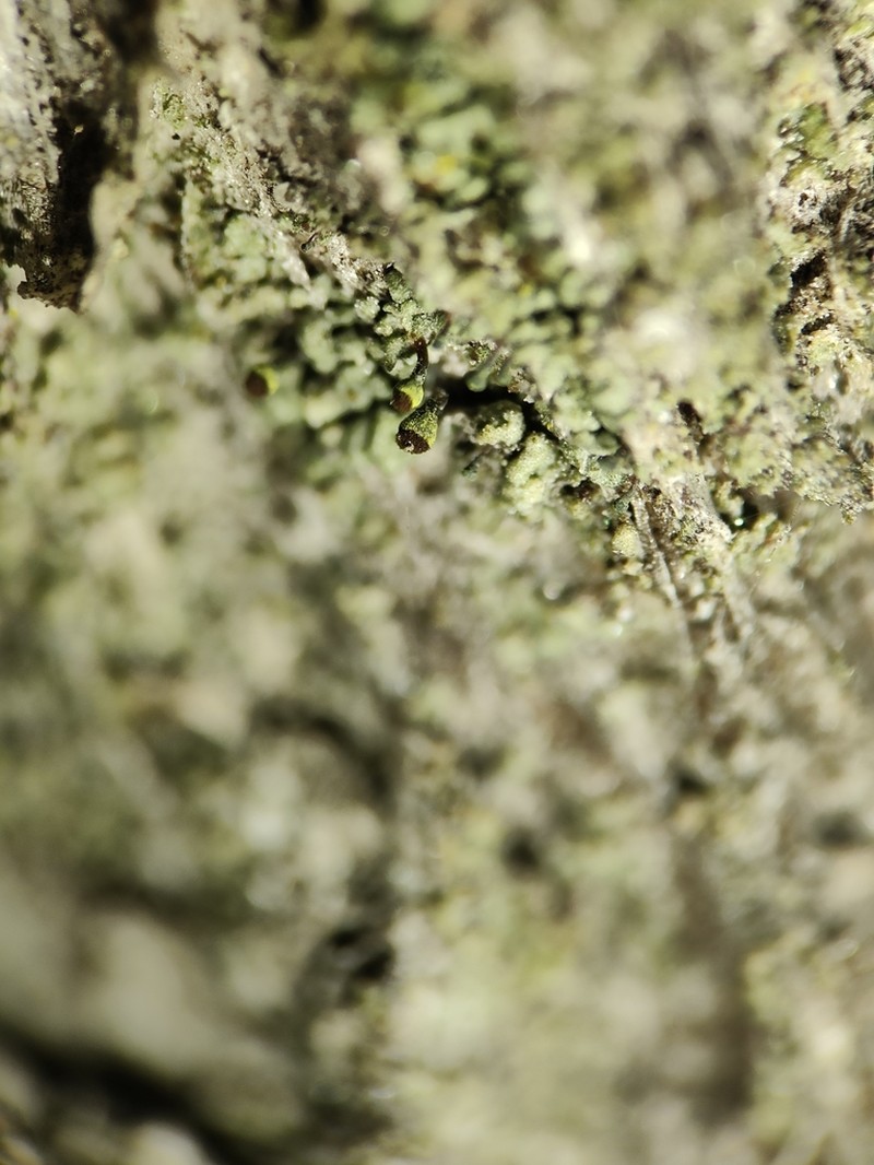 Needle Lichen photo 5