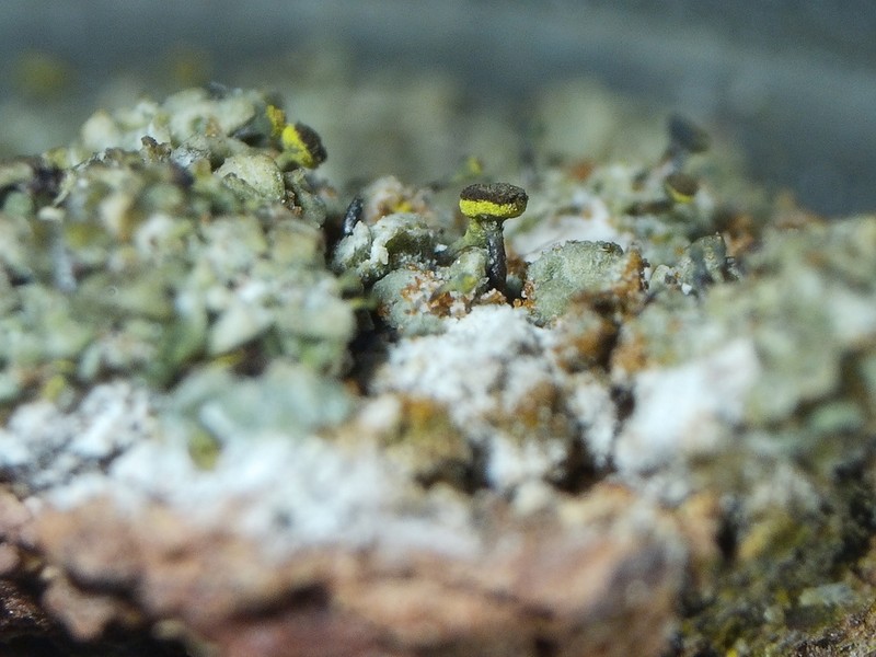 Needle Lichen photo 7