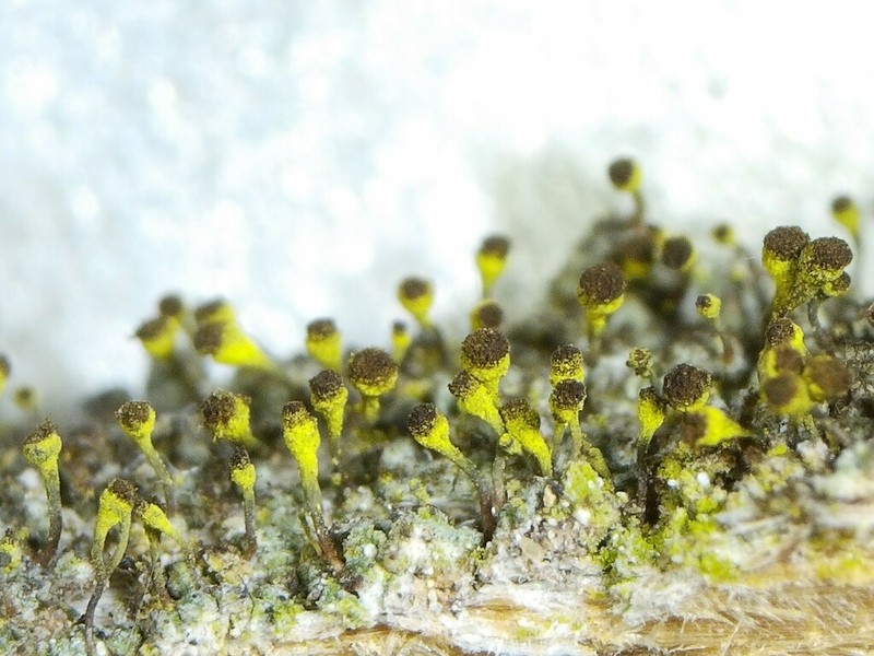 Needle Lichen photo 8