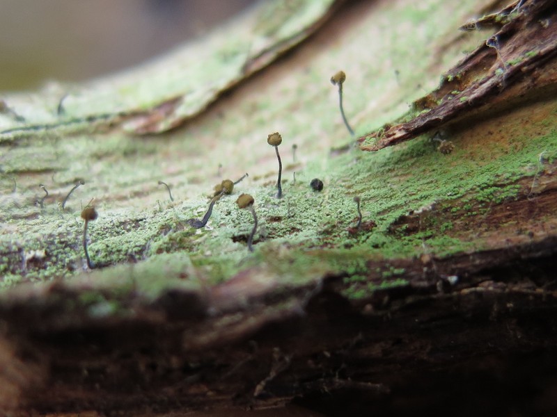 Needle Lichen