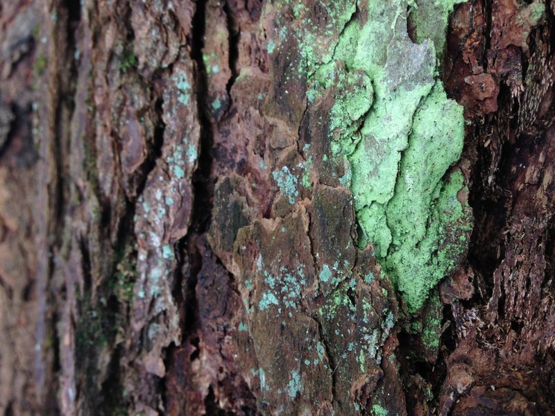 Needle Lichen photo 2