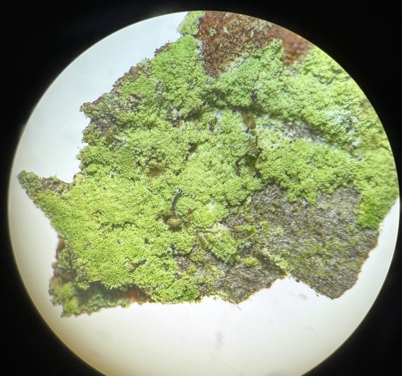 Needle Lichen photo 3