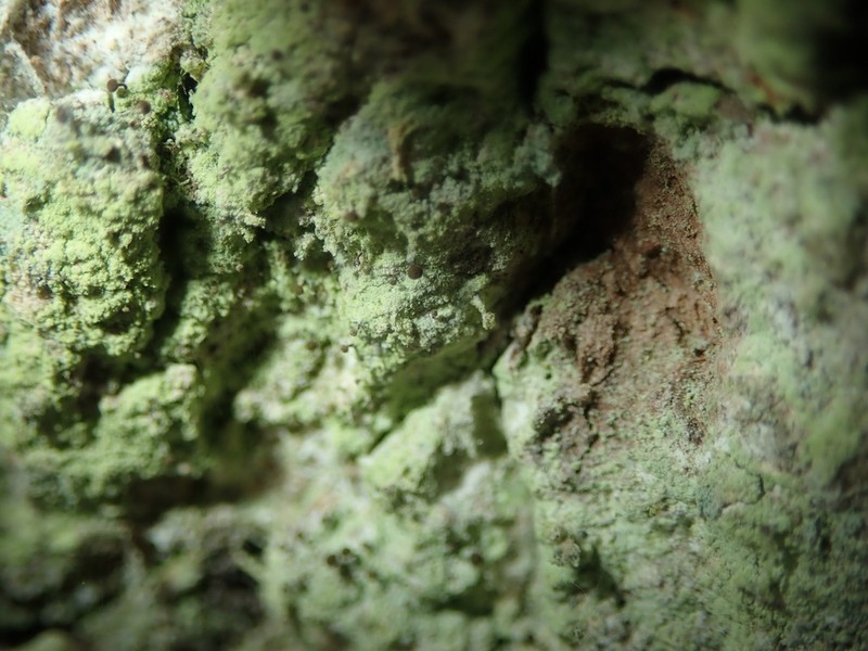Needle Lichen photo 4
