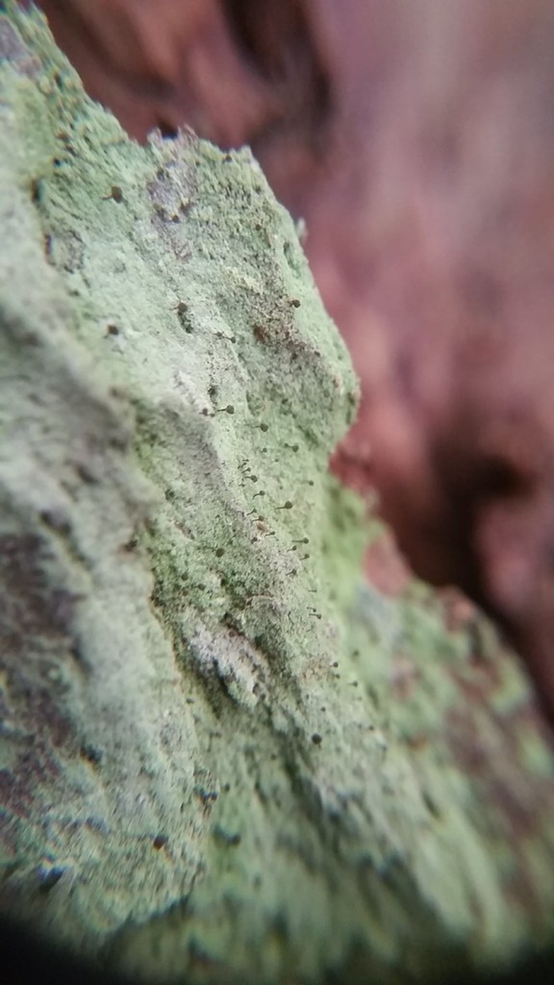 Needle Lichen photo 5