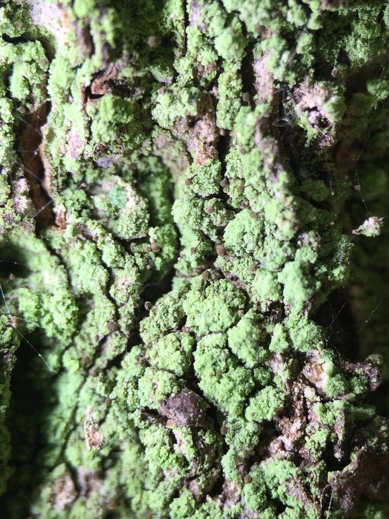 Needle Lichen photo 6