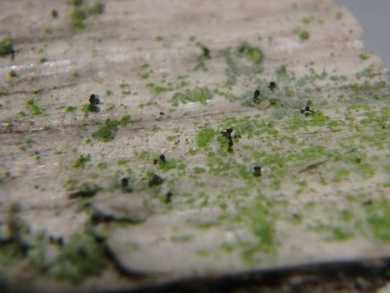 Needle Lichen photo 8