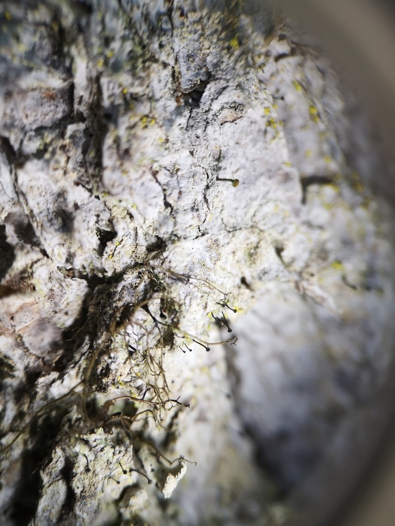 Needle Lichen