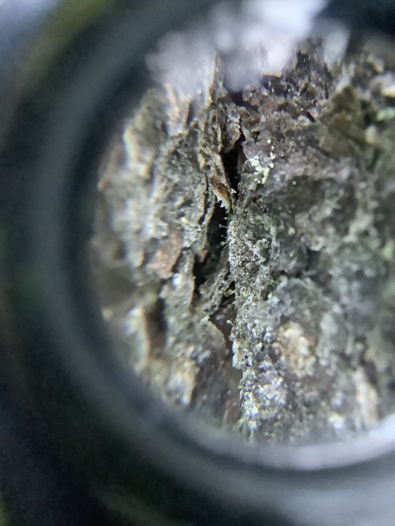 Needle Lichen photo 2