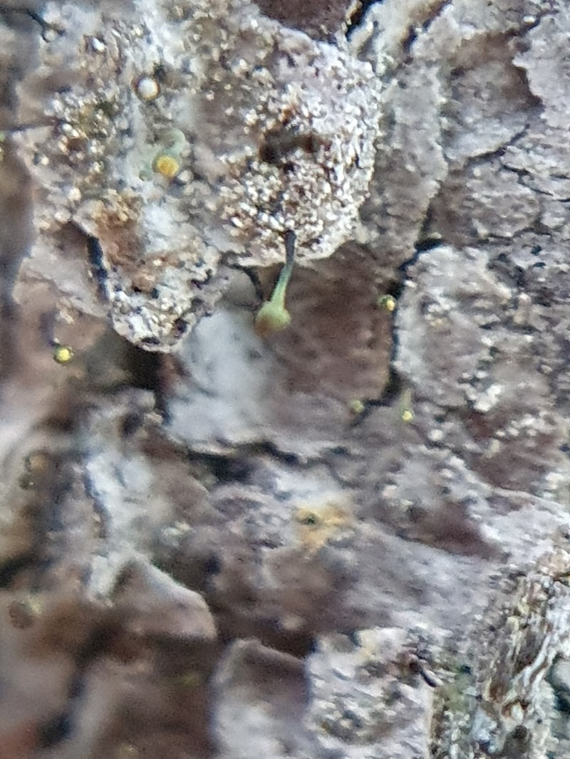 Needle Lichen photo 3