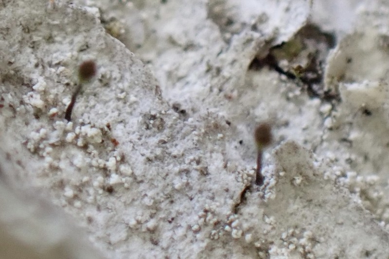 Needle Lichen photo 4