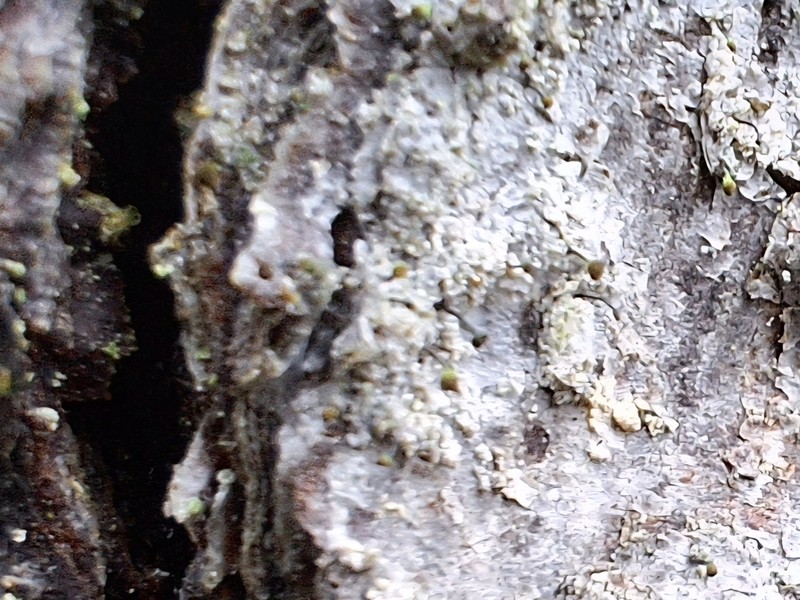 Needle Lichen photo 5