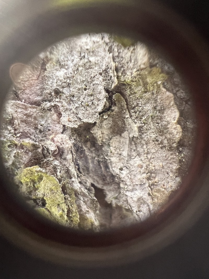 Needle Lichen photo 6