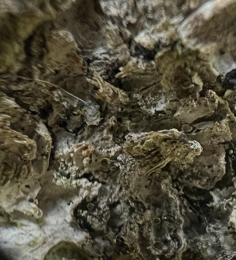 Needle Lichen photo 7