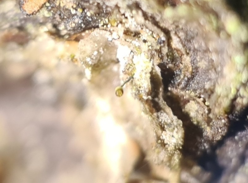 Needle Lichen photo 8