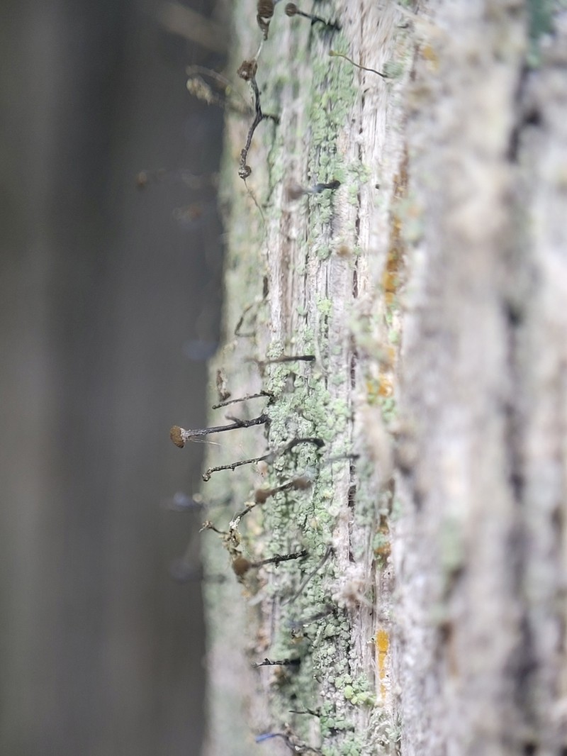 Needle Lichen