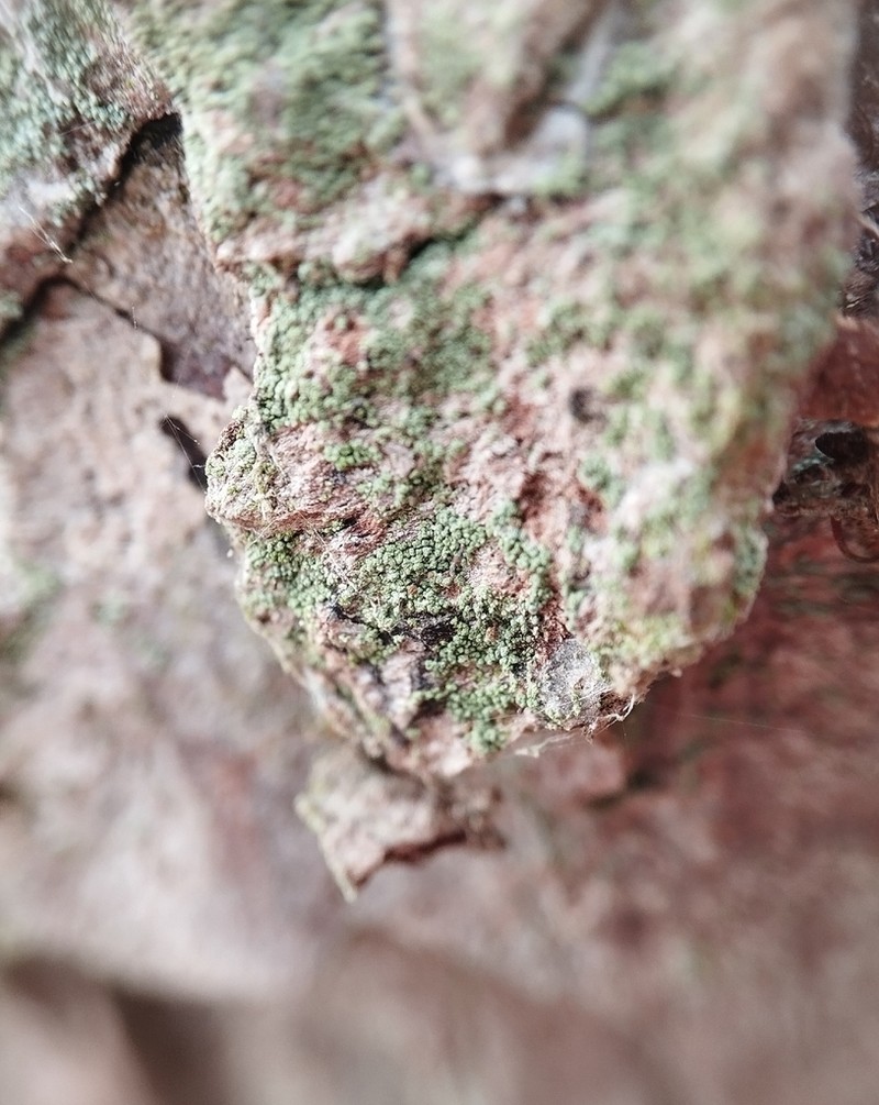 Needle Lichen photo 2
