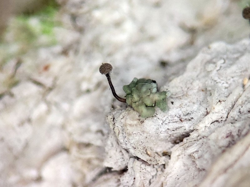 Needle Lichen photo 3