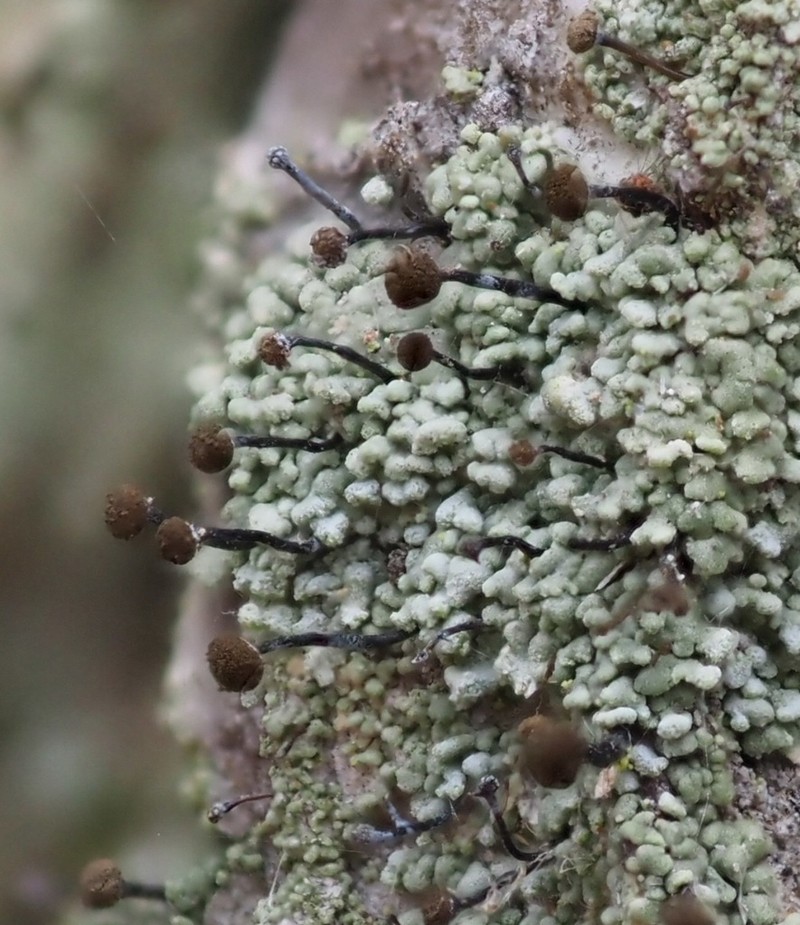 Needle Lichen photo 4
