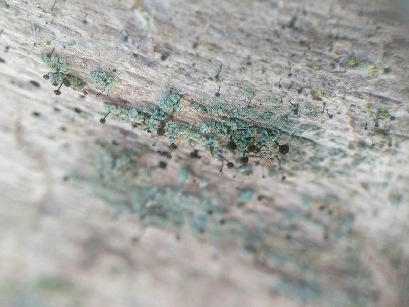 Needle Lichen photo 5