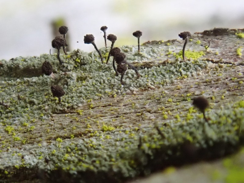 Needle Lichen photo 6