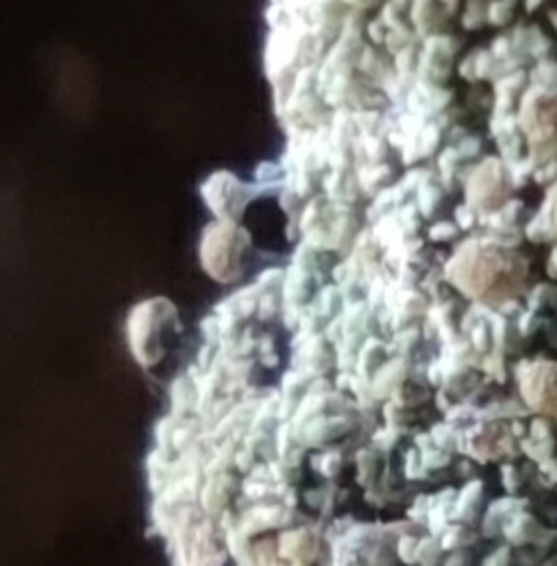 Needle Lichen photo 7
