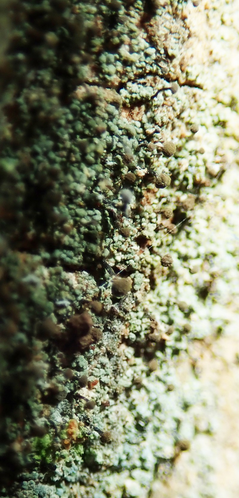 Needle Lichen photo 8