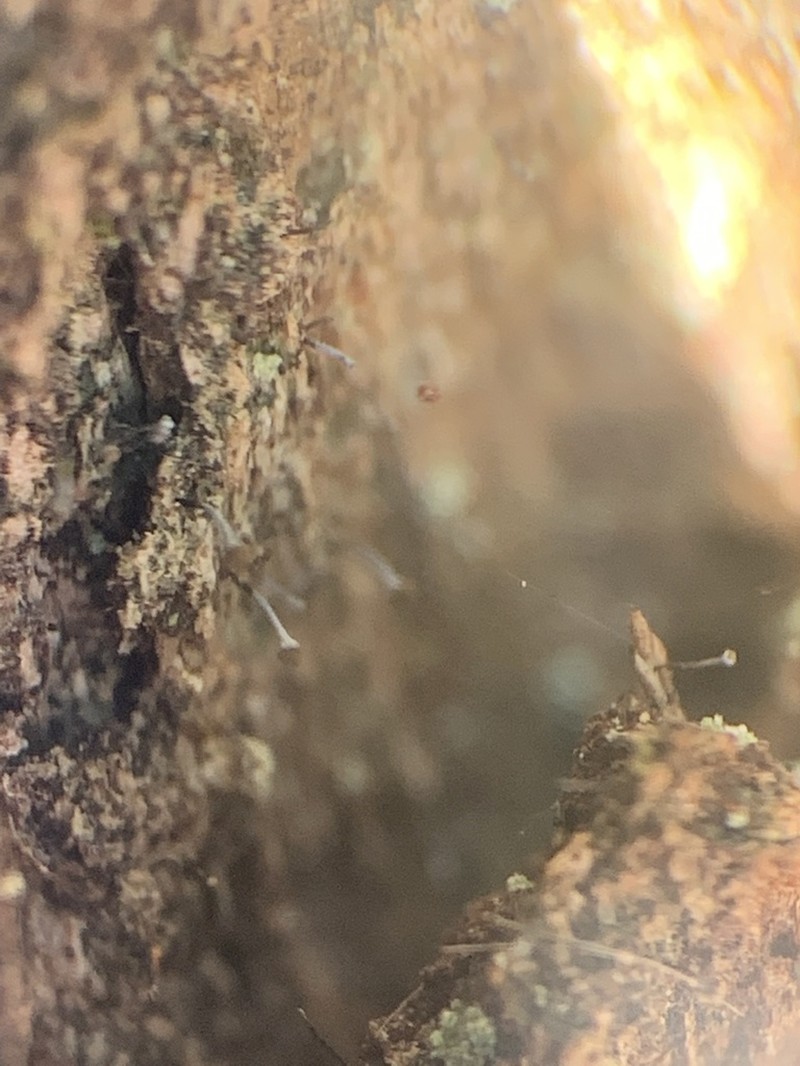 Needle Lichen