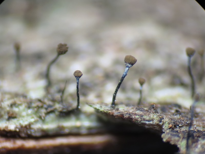 Needle Lichen photo 2