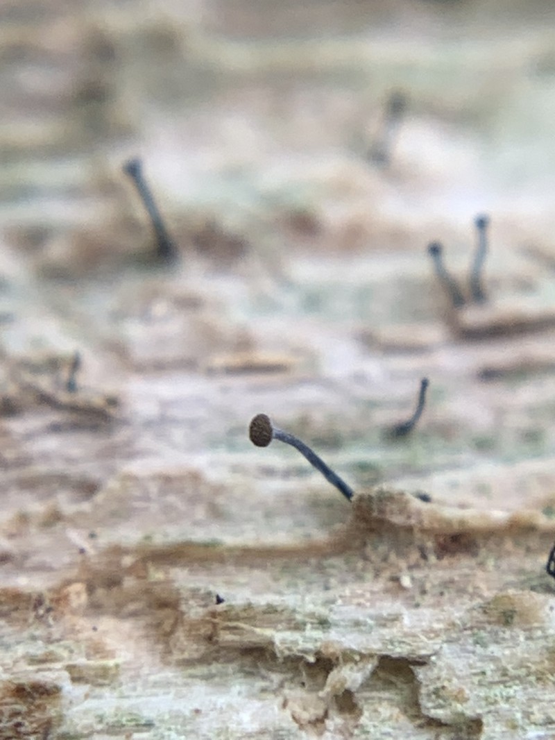 Needle Lichen photo 3
