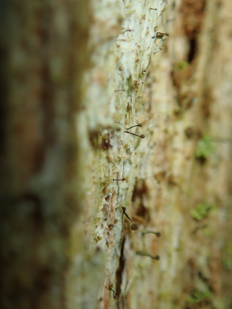 Needle Lichen photo 4