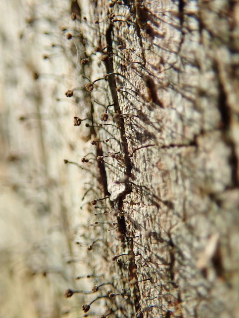 Needle Lichen photo 5
