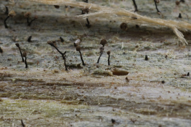 Needle Lichen photo 6