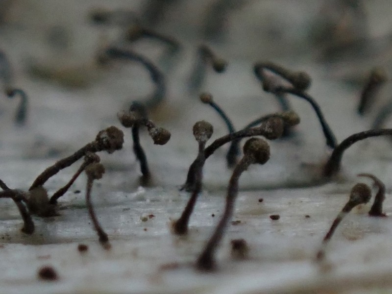 Needle Lichen photo 7