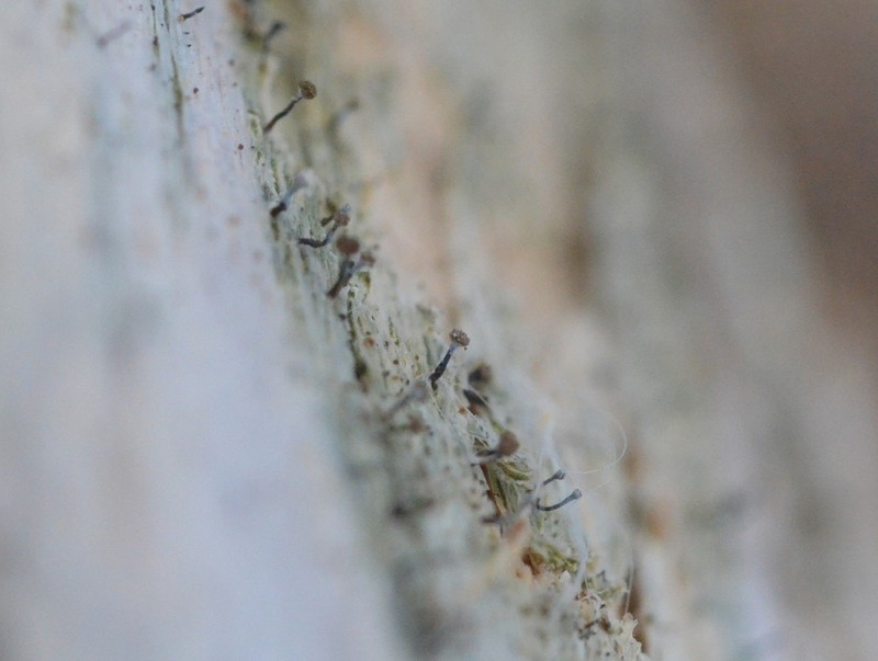 Needle Lichen photo 8