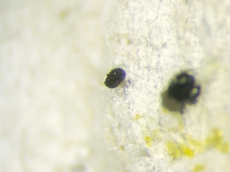 Chaenothecopsis Lichen