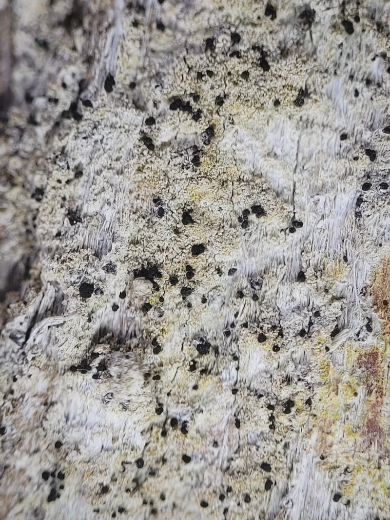 Chaenothecopsis Lichen photo 2