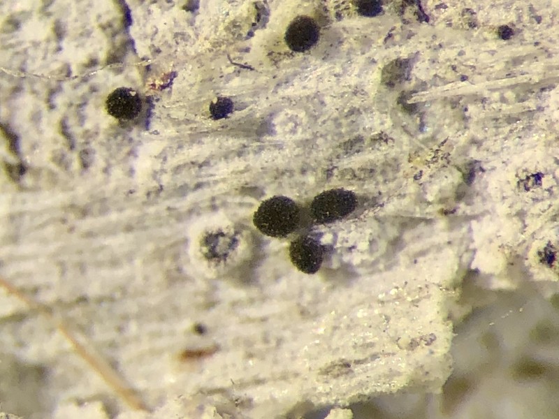 Chaenothecopsis Lichen photo 3