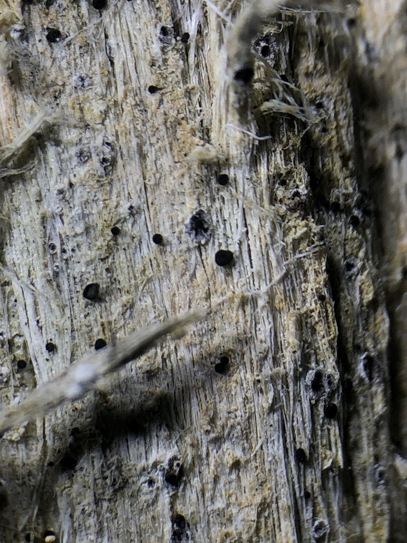 Chaenothecopsis Lichen photo 4