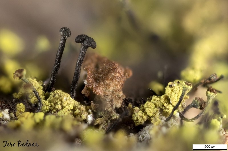 Chaenothecopsis Lichen