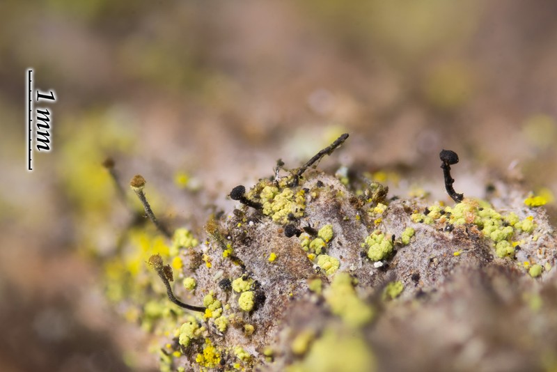 Chaenothecopsis Lichen photo 2