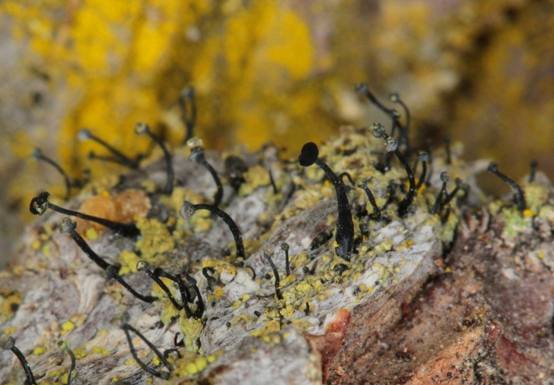 Chaenothecopsis Lichen photo 3