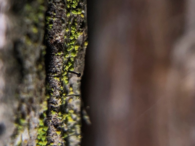 Chaenothecopsis Lichen photo 4