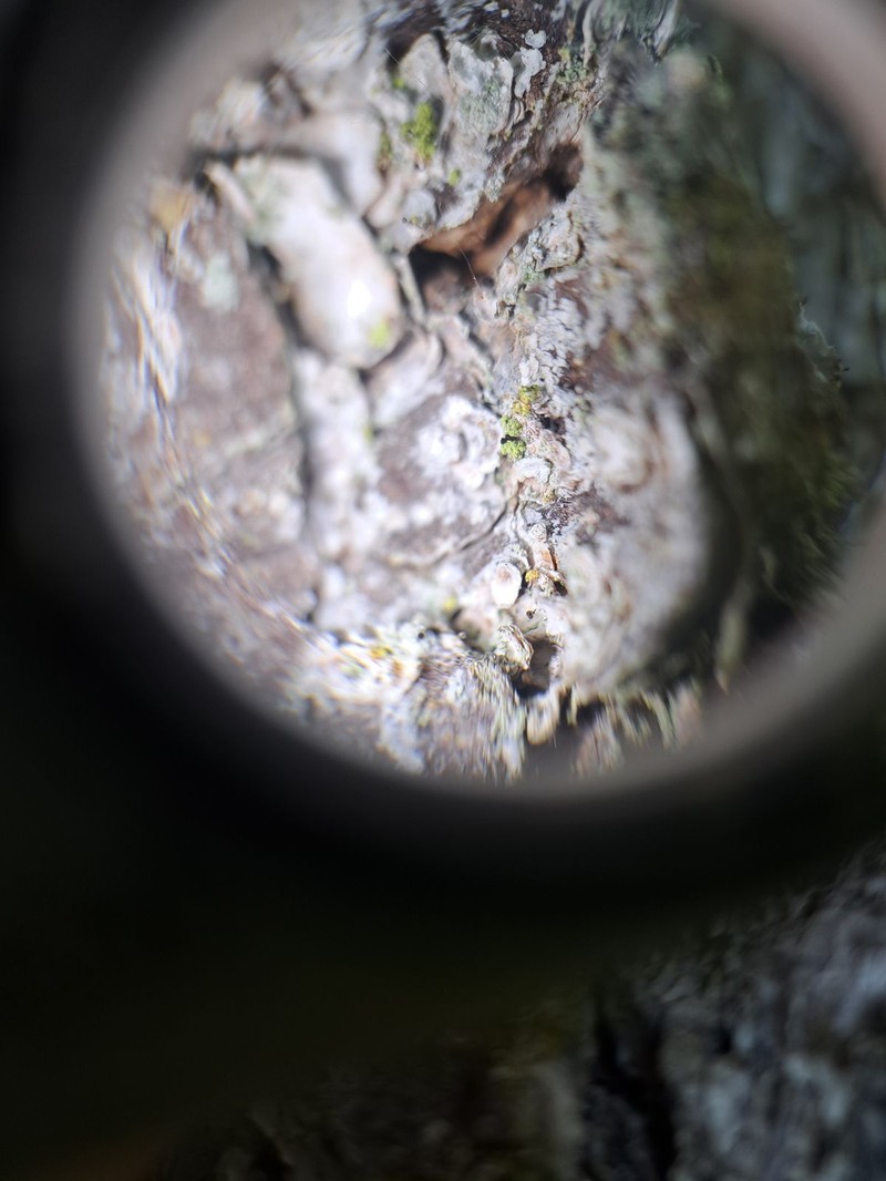 Chaenothecopsis Lichen photo 5