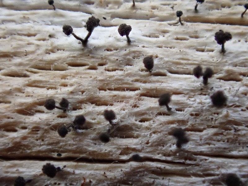 Chaenothecopsis Lichen