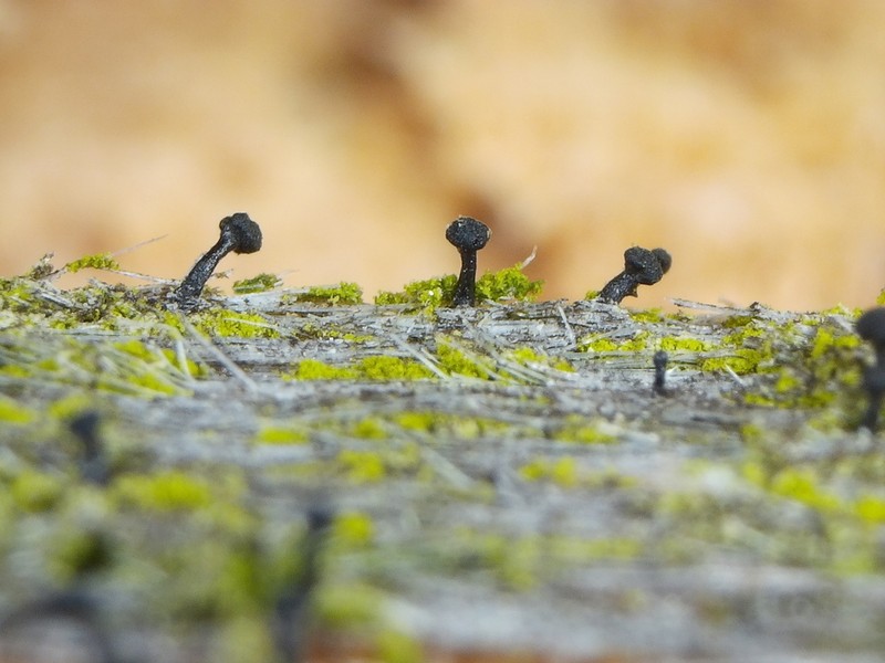 Chaenothecopsis Lichen photo 2