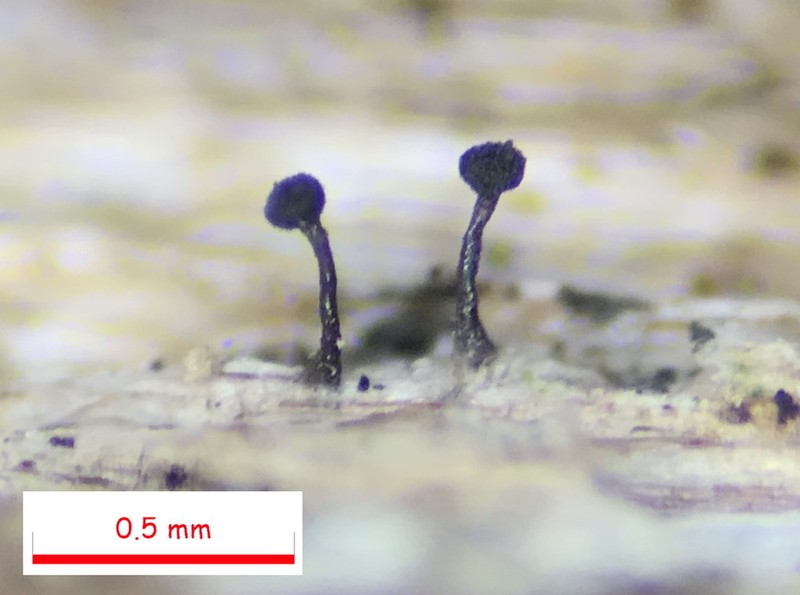 Chaenothecopsis Lichen photo 3