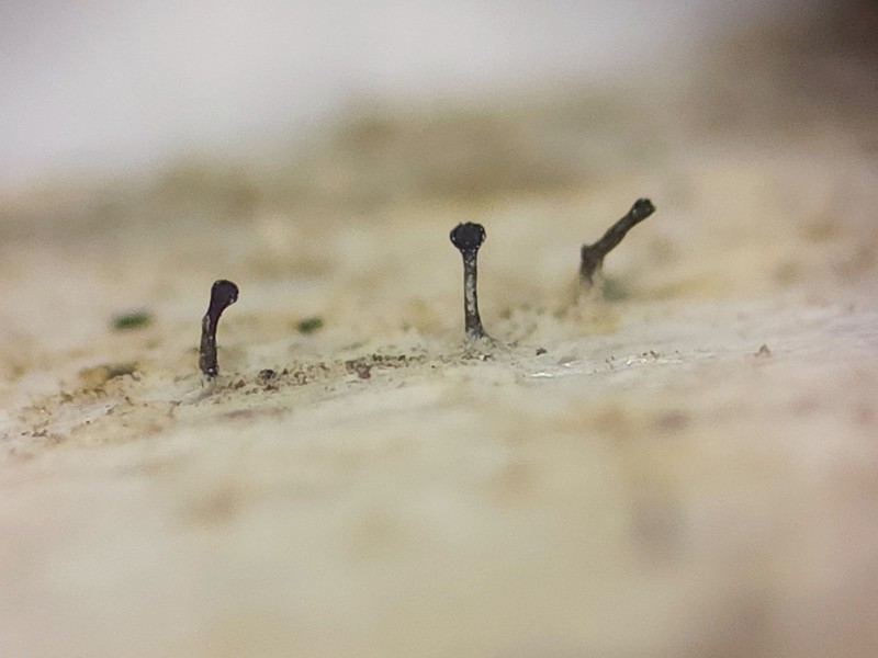 Chaenothecopsis Lichen photo 4